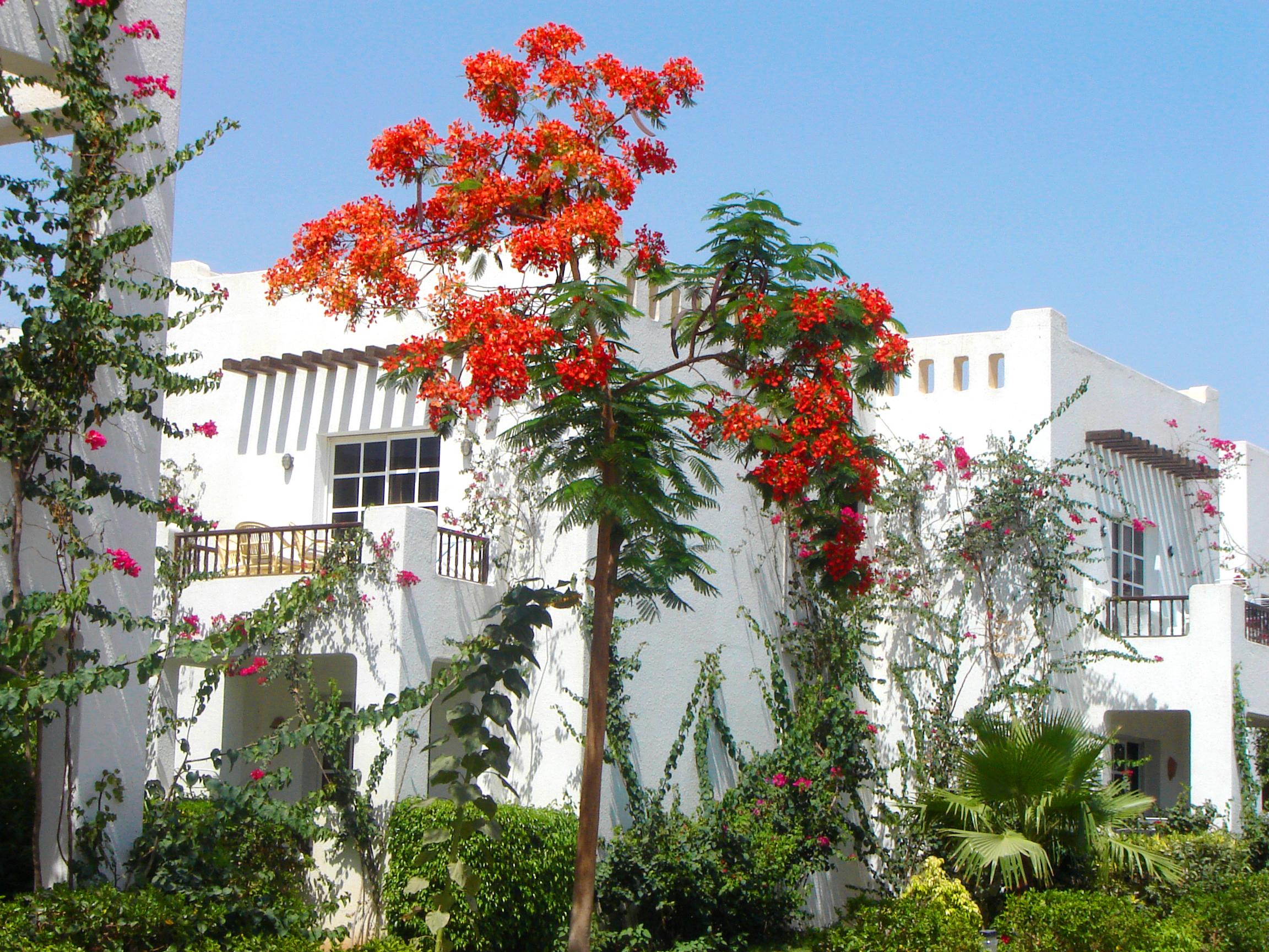 Delta Sharm Resort ,Official Web, Delta Rent, Sharm El Sheikh, South Sinai, Egypt Zewnętrze zdjęcie